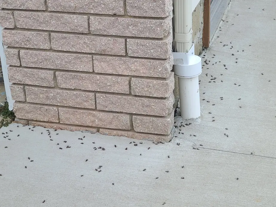 Hundreds of small dark beetles crawling on a customer's sidewalk beside a brick wall and downspout