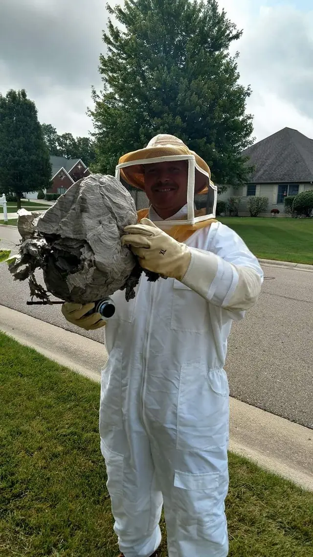 Bees, wasps and yellowjackets
